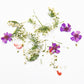 Flores Secas - #2